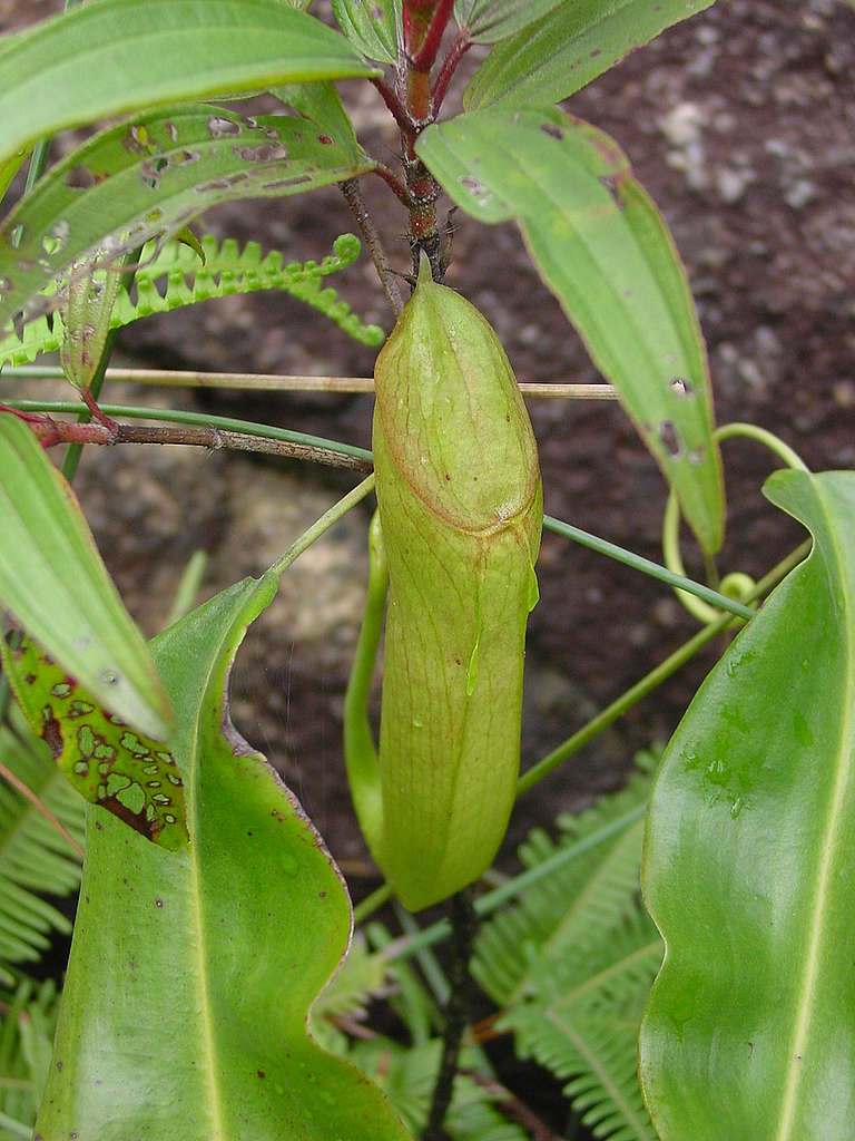 「香港珍稀植物」豬籠草 © 馬屎