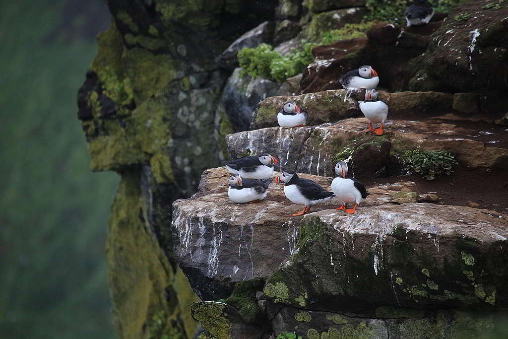 科學家錄得多地的海鸚鵡種群存活率下降，處境岌岌可危。 © Wilson Cheung