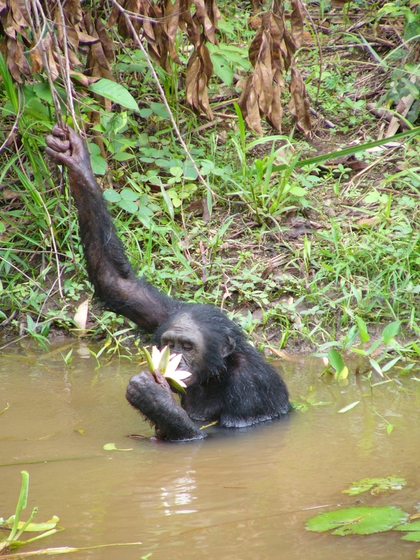 攝於剛果民主共和國一個倭黑猩猩（又稱侏儒黑猩猩）保護區。侏儒黑猩猩只在剛果盆地雨林存活，當地的生境備受環境破壞威脅，其中包括工業砍伐。© Greenpeace / Filip Verbelen