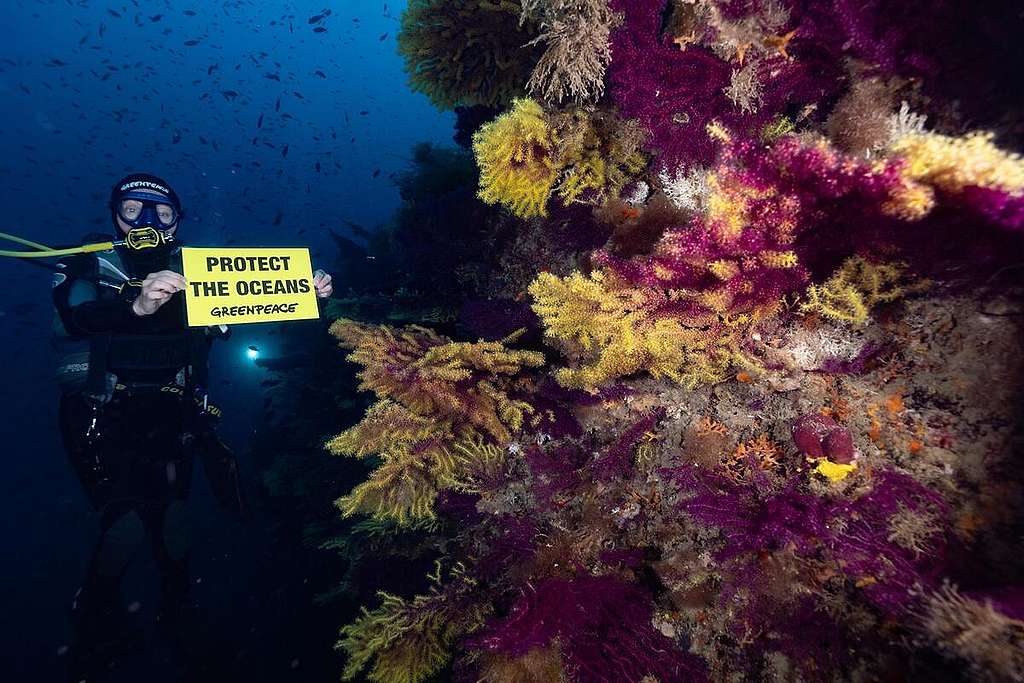 綠色和平意大利辦公室今年6月前往Gargano海洋保護區附近，岸上舉行淨灘活動，水下則記錄珊瑚及生態健康。 © Greenpeace / Lorenzo Moscia