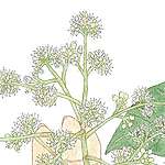 【手上留情】鴨腳木/鵝掌柴 © 呂朗婷