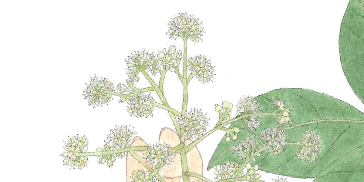 【手上留情】鴨腳木/鵝掌柴 © 呂朗婷