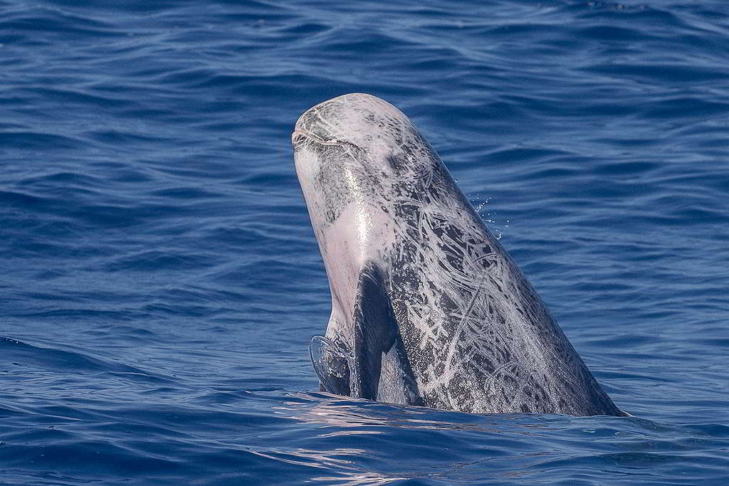 綠色和平船艦極地曙光號展開全新航程，在海倫海溝（Hellenic Trench）研究希臘油氣探勘對鯨豚生態的威脅，途中有幸遇上花紋海豚（Risso's dolphins）自由暢泳 。 © Greenpeace