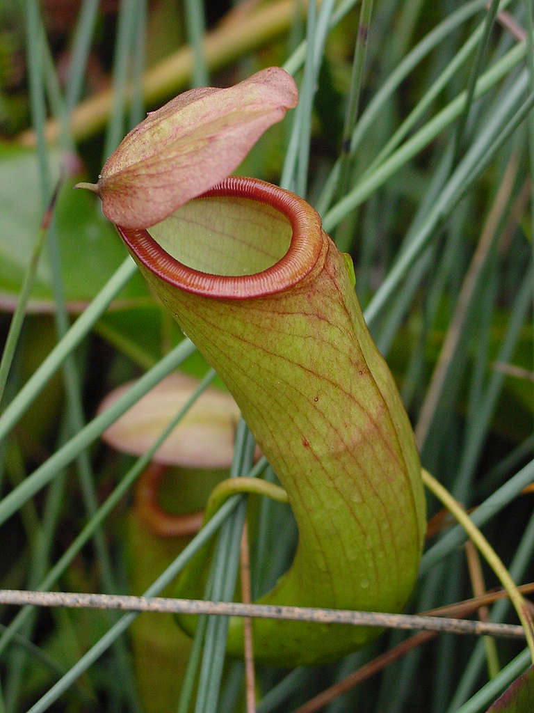 豬籠草「把葉片特化成消化器官」© 馬屎