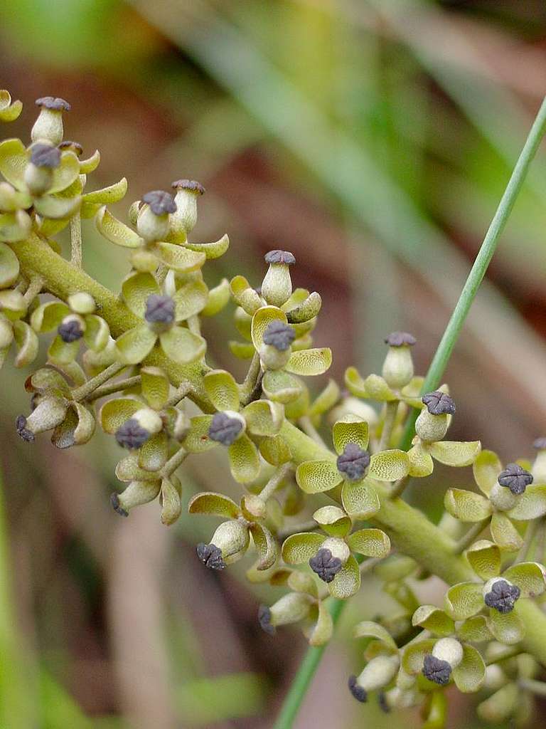 豬籠草的花朵特寫 © 馬屎