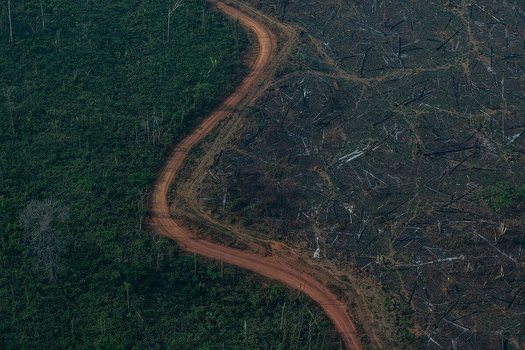 一路之隔，畜牧場選址與苟活的雨林，就是亞馬遜每棵樹生與死的距離。 © Victor Moriyama / Amazônia em Chamas 
