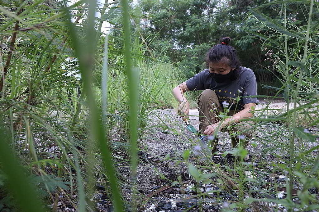 綠色和平8月初到多個棕地取樣化驗重金屬含量，多個數值均超出土壤污染標準。 © Greenpeace / Harry Long