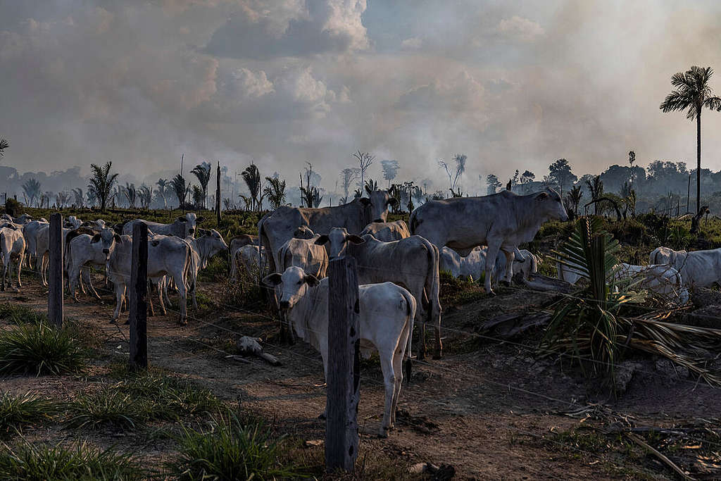 不少毀林及焚燒林地附近均有牲畜放牧，懷疑與畜牧業開闢土地擴張相關。 © Victor Moriyama / Amazônia em Chamas