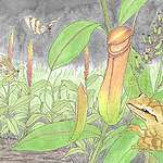 【被忽略的瀕危生物 】，被評為「香港珍稀植物」的奇異豬籠草。 © 呂朗婷
