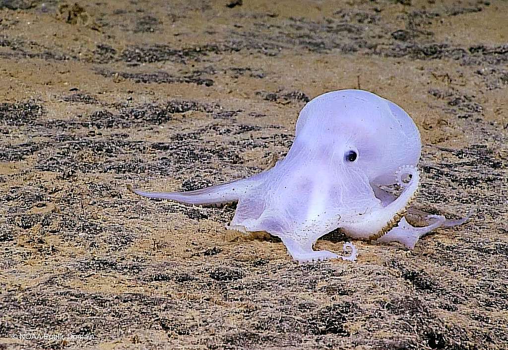 貌似「鬼馬小精靈」Casper的小鬼八爪魚（Ghost Octopus），不過是深海少數為人認知的奇珍異獸之一。 © NOAA Public Domain