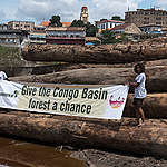 給剛果盆地森林一個機會。© Pierre Gleizes / Greenpeace