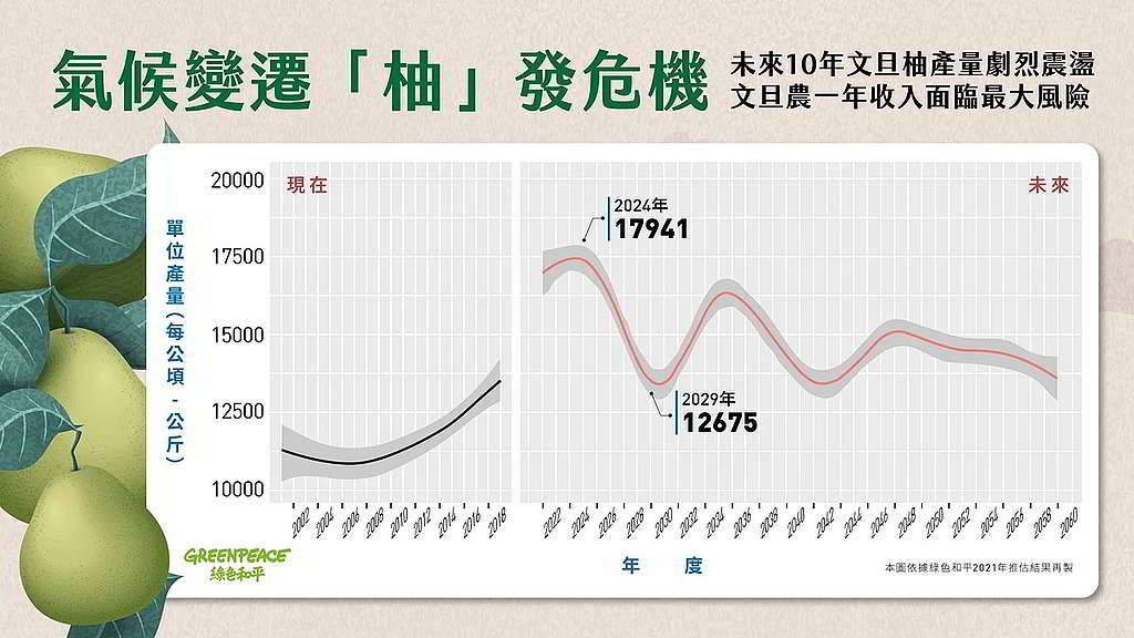 綠色和平台北辦公室研究推算，文旦柚產量2024年將達每公頃17,941公斤，2029年卻會降至每公頃12,675公斤。 © Greenpeace