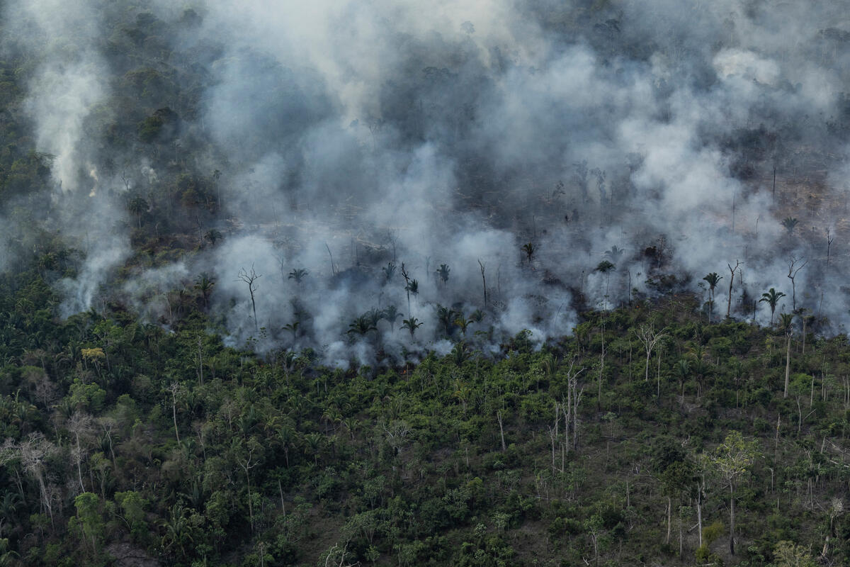 2021年9月綠色和平巴西辦公室深入亞馬遜森林監測毀林災況，見證位於巴西朗多尼亞州維洛港地區的森林遭砍伐與焚毀，禍因是工業化畜牧擴張。© Victor Moriyama / Amazônia em Chamas