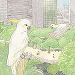 【被忽略的瀕危生物 】小葵花鳳頭鸚鵡 © 呂朗婷