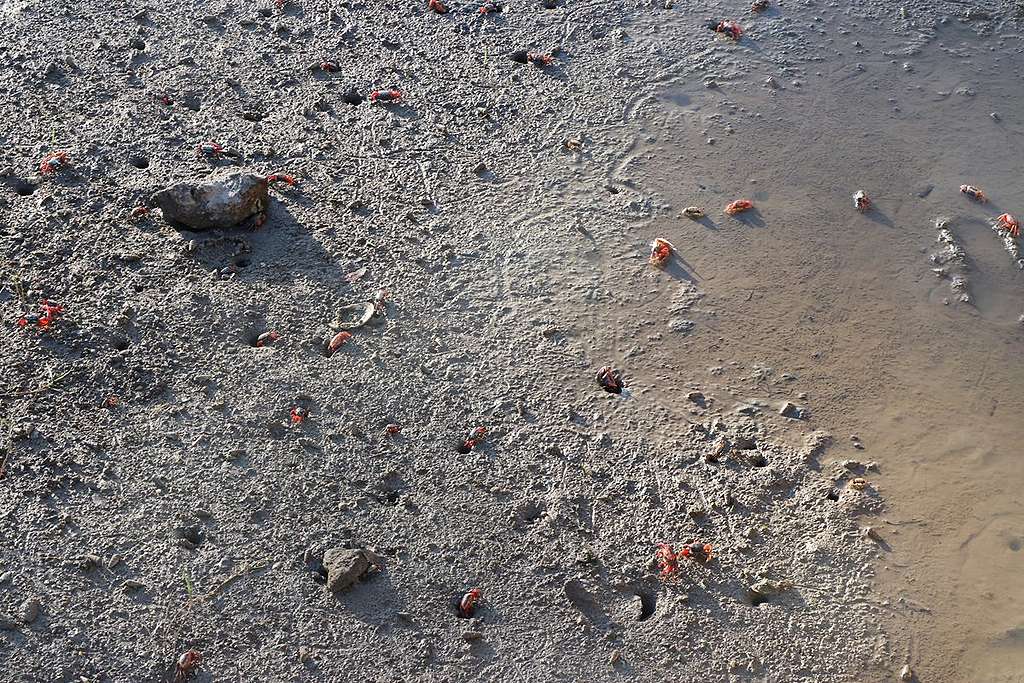 招潮蟹是泥灘上可愛的管理員。© Greenpeace / 屈曉彤
