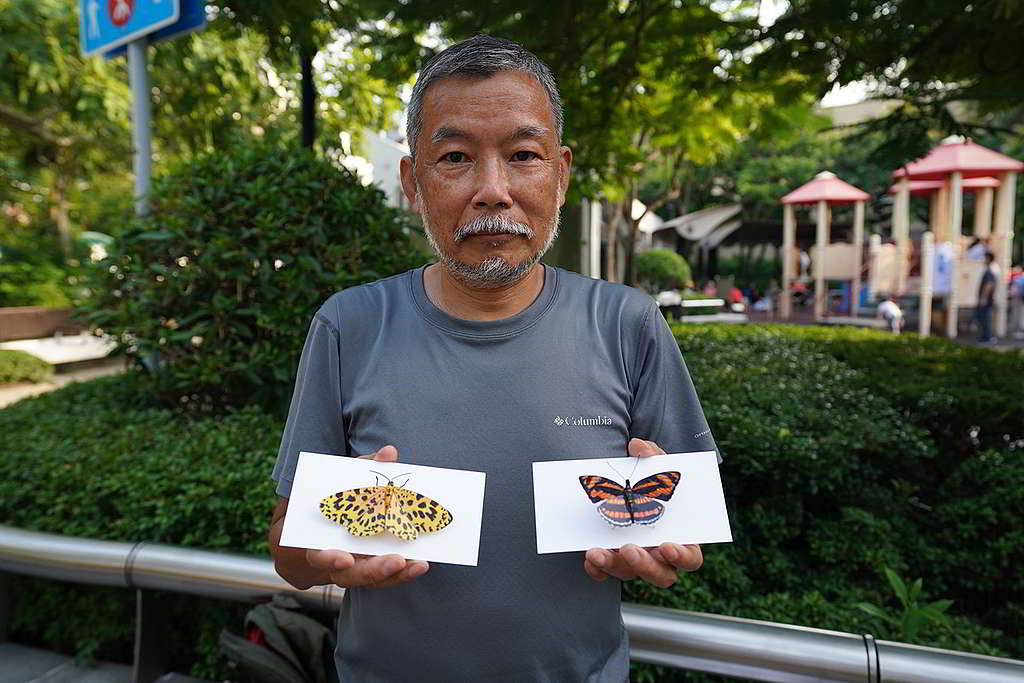 Stony會用色彩鮮艷的模型,來向學生介紹如何分辨蝴蝶與飛蛾。 ©ABCAT / Greenpeace