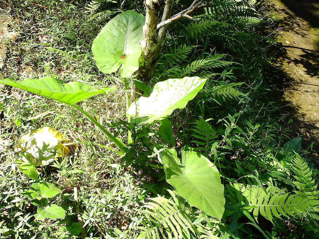 野芋/海芋是香港常見的原生植物，看過日本動畫《龍貓》的朋友會想起龍貓的雨傘。© helen yip