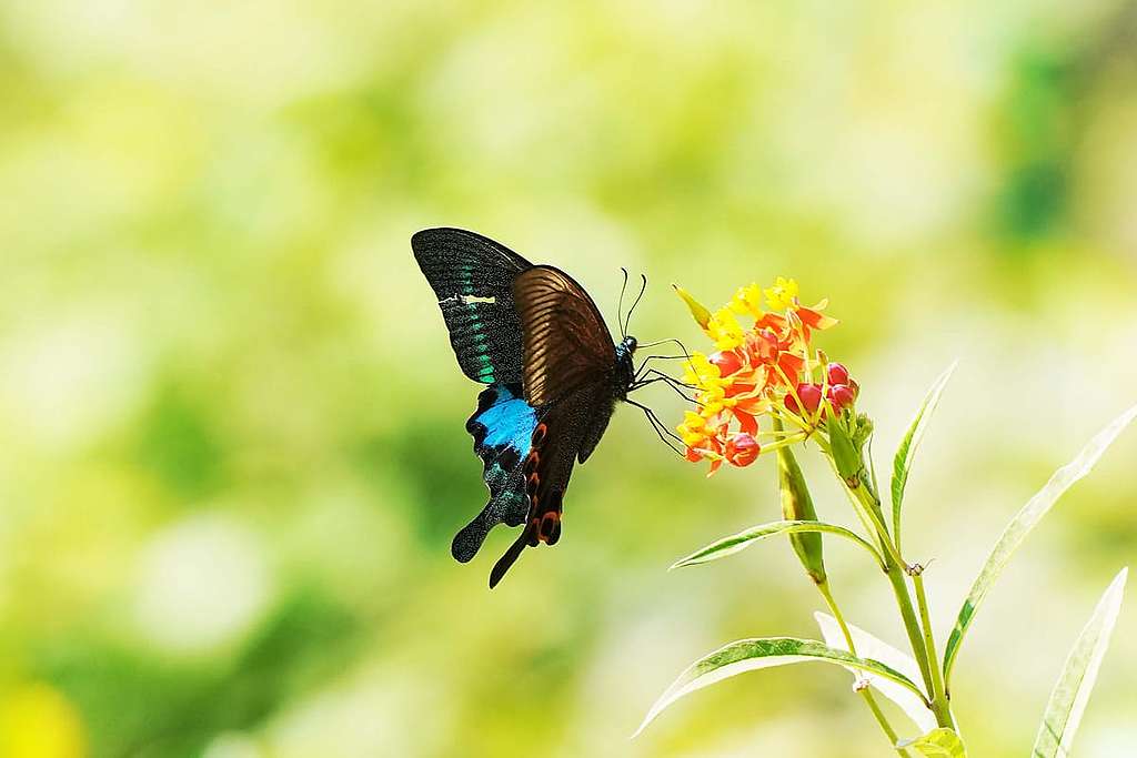 鳳園保育區內拍攝的巴黎翠鳳蝶。 © ABCAT / Greenpeace