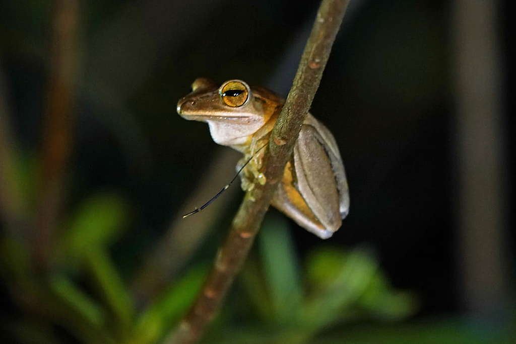在碧珊徑可以找到多種蛙類，包括斑腿泛樹蛙。 © ABCAT / Greenpeace
