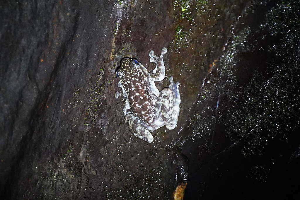 在水流湍急的岩石上可以找到以香港命名的香港湍蛙。 © ABCAT / Greenpeace