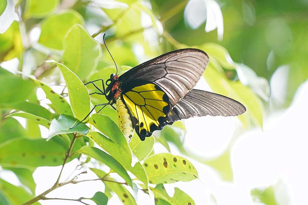受香港法例保護的裳鳳蝶，曾經在大欖郊野公園留下蹤影。 © ABCAT / Greenpeace