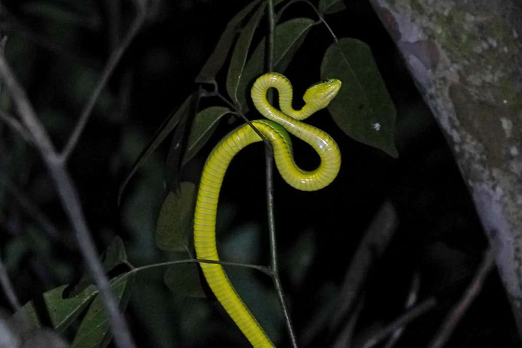 在樹冠上找到正在準備獵食的青竹蛇。 © ABCAT / Greenpeace