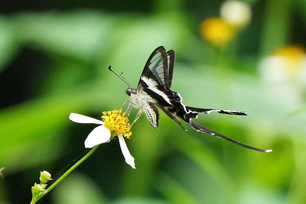 鳳園保育區內拍攝的燕鳳蝶。 © ABCAT / Greenpeace