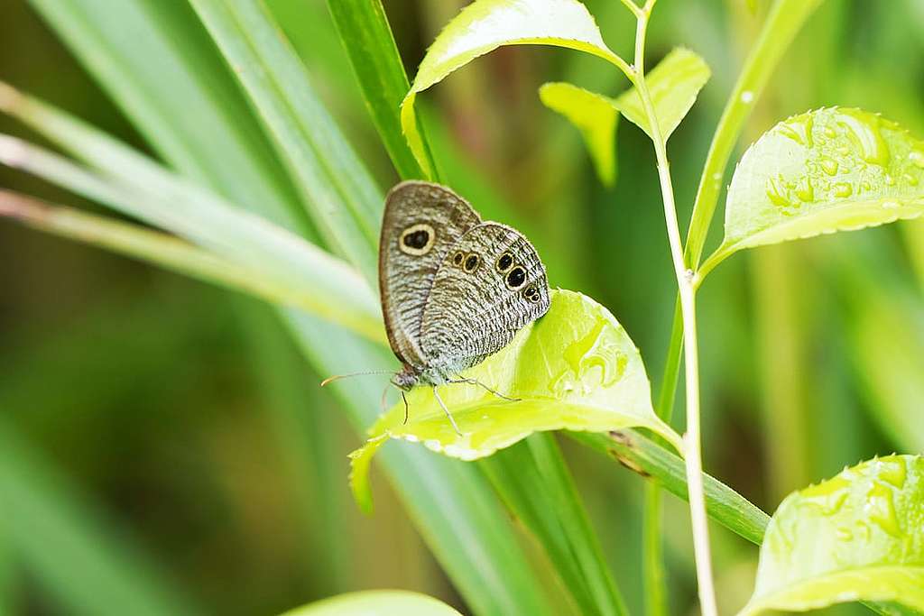 筆者曾擔任蝴蝶普查員，於大欖郊野公園進行普查工作，圖中黎桑矍眼蝶為其中一個普查紀錄。 © ABCAT / Greenpeace