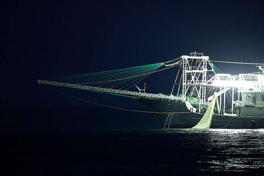 極地曙光號從旁觀察魷魚捕撈船「收網」，漁獲通通一網打盡。 © Abbie Trayler-Smith / Greenpeace