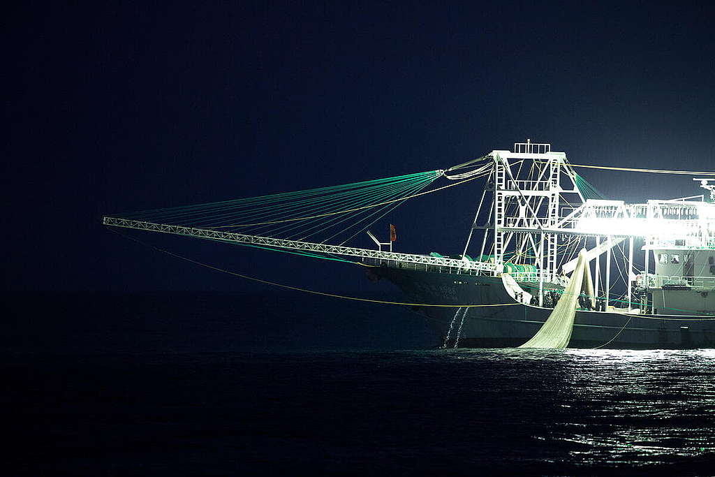 極地曙光號從旁觀察魷魚捕撈船「收網」,漁獲通通一網打盡。 © Abbie Trayler-Smith / Greenpeace