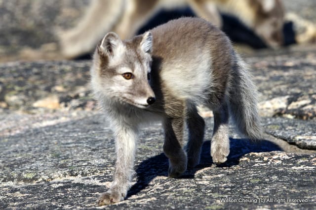 在格陵蘭的北極狐狸，從冬天的白色轉變到夏天的棕色或灰色。 © Wilson Cheung