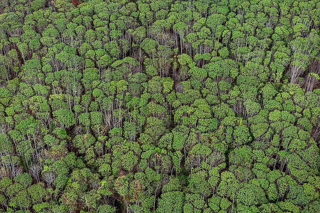 印尼國家公園的茂盛樹冠，是這個強大碳儲庫與生態寶庫的活見證。 © Ulet Ifansasti / Greenpeace
