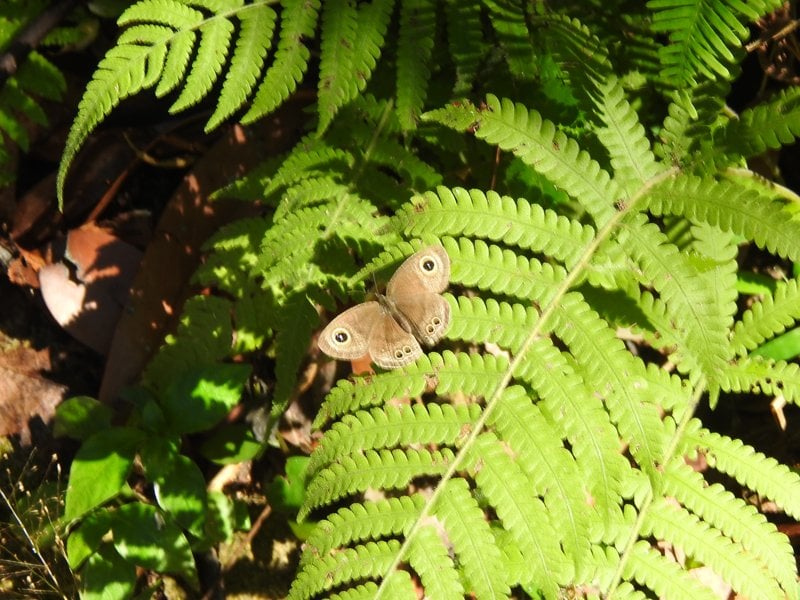 大埔滘自然護理區內，物種豐富，這是蝴蝶中蛺蝶科眼蝶亞科的一種。© helen yip