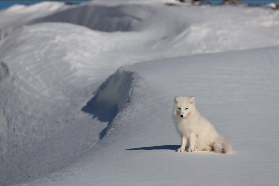 在斯瓦爾巴國王峽谷中巧遇毛茸茸、白雪雪的北極狐狸 。 © Wilson Cheung