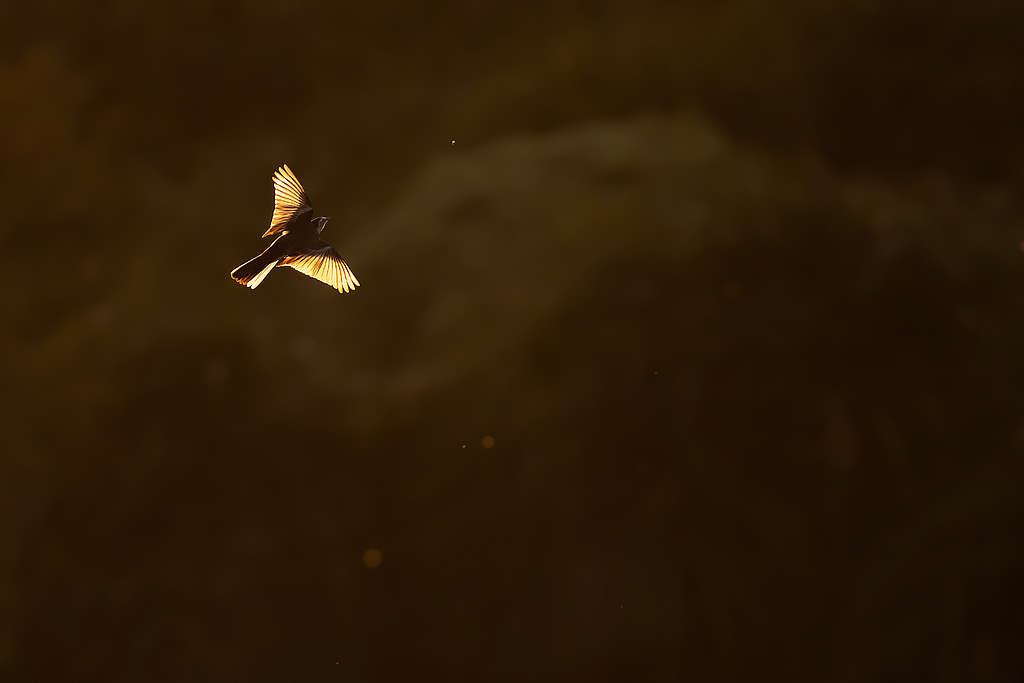 導師黃遂心指導參加者如何利用黄昏陽光拍攝出雀鳥翅膀透光的效果。© Daphne Wong