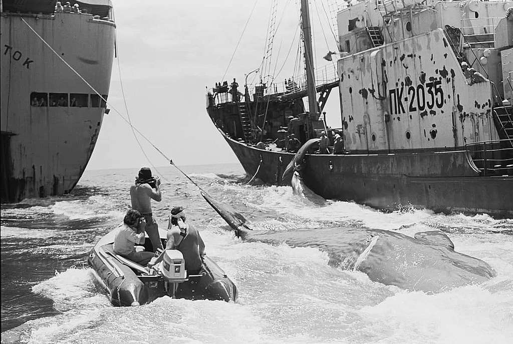 攝於1976年，於太平洋，攝影師Matt Herron和Kazumi Tanaka拍下將鯨魚屍體由捕鯨船轉移到漁業加工船的過程。 © Greenpeace / Rex Weyler