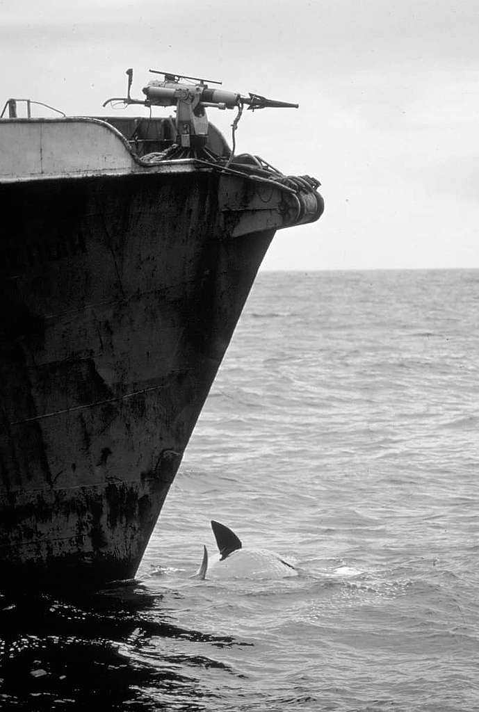 攝於1975年，一條抹香鯨魂斷於俄羅斯捕鯨船之下。 © Greenpeace / Rex Weyler