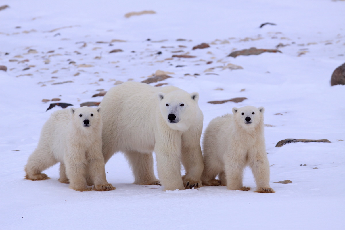 除了北極熊，你還認識多少北極的夢幻動物？ © Bernd Roemmelt / Greenpeace