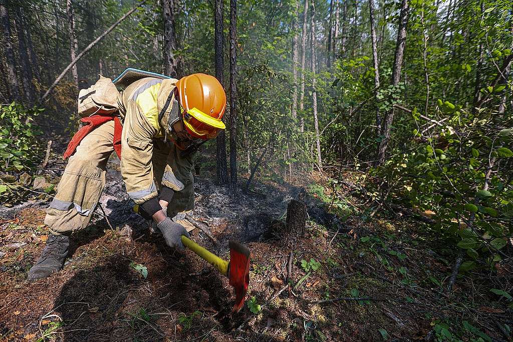 2021年7月，綠色和平消防隊義工在世界自然遺產Lena Pillars國家公園，協助清除被燒毀的樹木和灌木叢，並建設防火線。