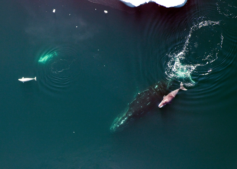 親子弓頭鯨(右)悠游在北極海域中,左邊則是白鯨。© NOAA