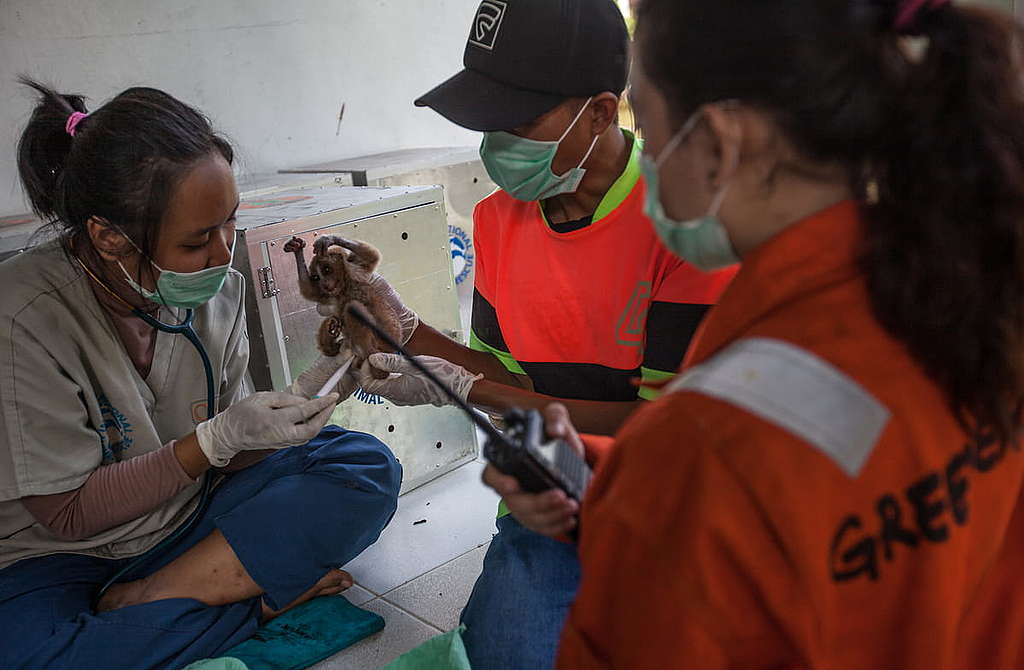 印尼救火隊培訓內容之一，是探訪當地野生動物收容中心，學習如何妥善照顧受災物種。 © Jurnasyanto Sukarno / Greenpeace