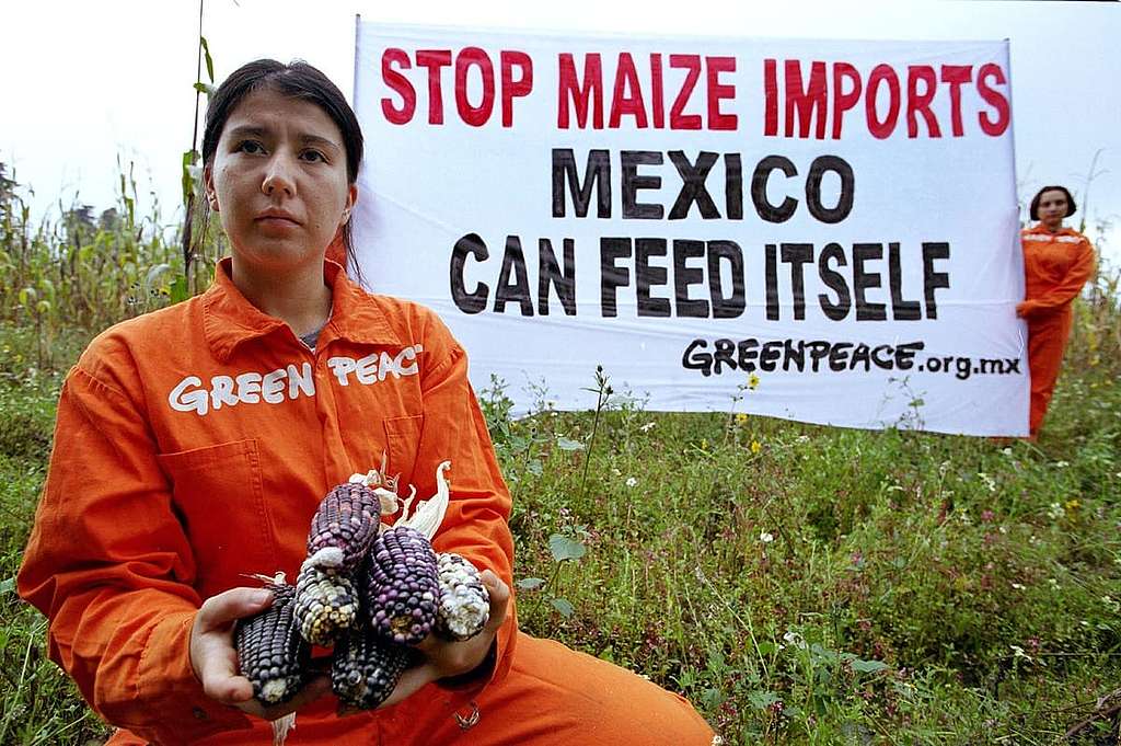 2001年10月，綠色和平行動者發起抗議墨西哥種植基因改造粟米行動，佔領當地一塊粟米田，指該款粟米是300個面臨基因污染的當地農作物品種之一。 © Greenpeace / Tomas Bravo Garcia