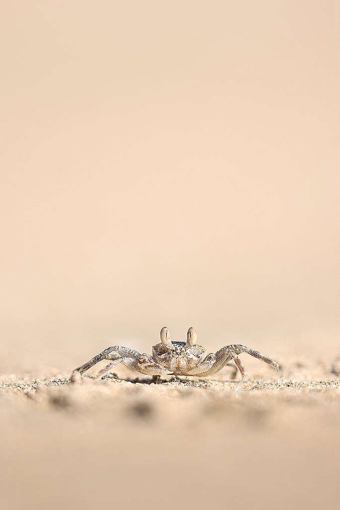 角眼沙蟹凝望鏡頭。© James Kwok