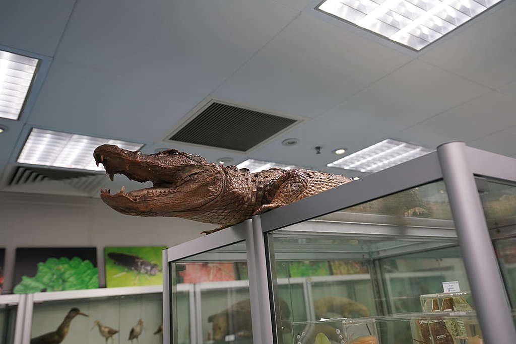 被塵封在櫃頂多年的短吻鱷標本已重新展出,同樣放在櫃頂上。 © ABCAT / Greenpeace