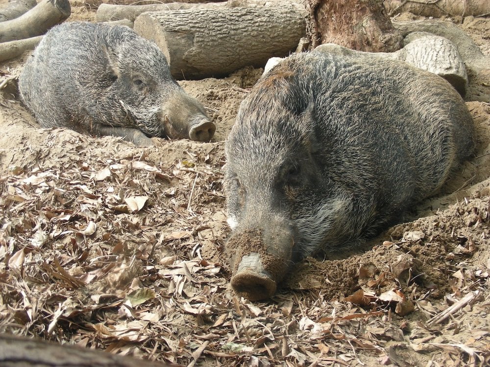 馬屎擔任動物護理員時有份教育飼養的野豬兩兄弟。© 馬屎飼養教育