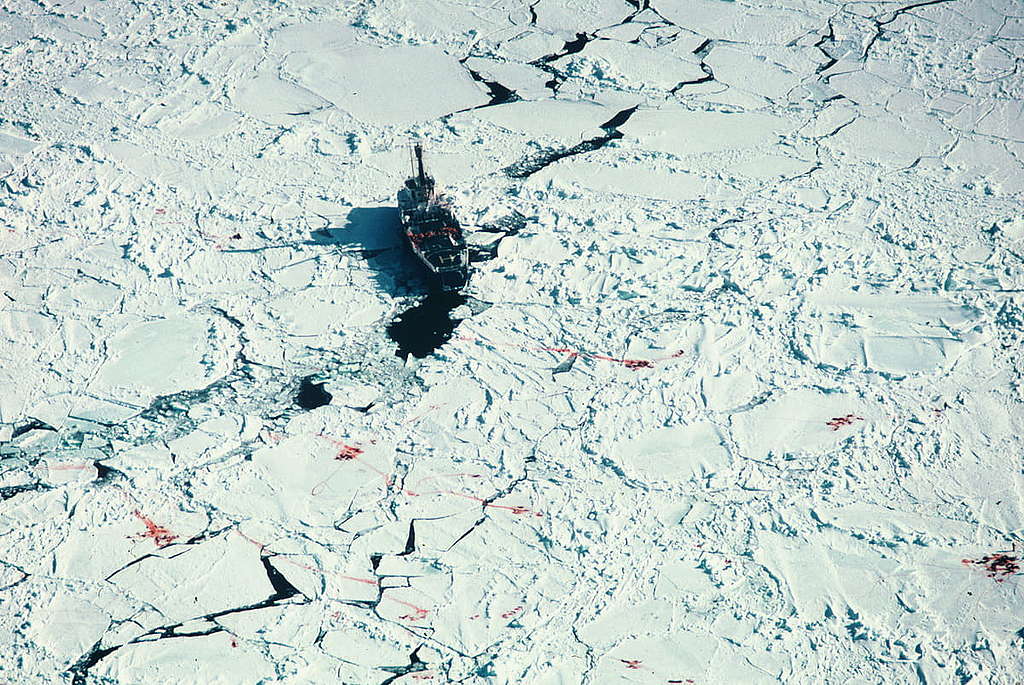 1978年反獵殺海豹項目時，在直升機航拍豎琴海豹被屠殺。 © Greenpeace / Rex Weyler