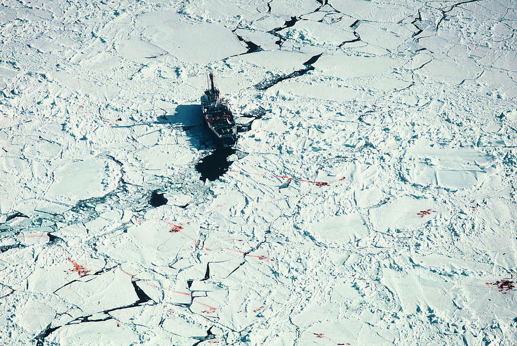 1978年反獵殺海豹項目時,在直升機航拍豎琴海豹被屠殺。 © Greenpeace / Rex Weyler