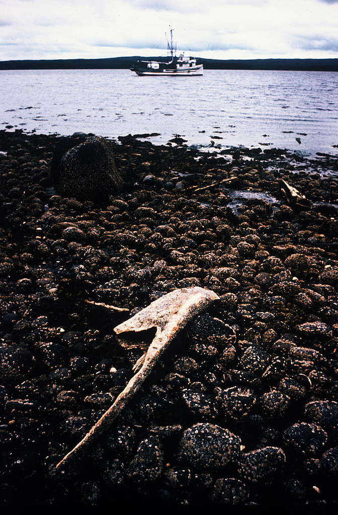 在卑詩省Rose Harbour一個荒廢了的捕鯨站，海灘上到處都可看到鯨魚骸骨。 © Greenpeace / Rex Weyler
