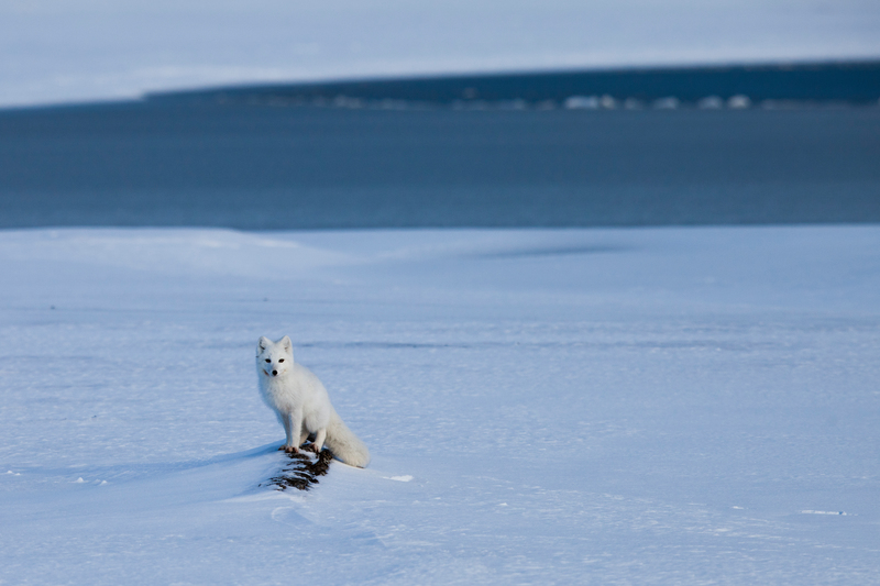 北極狐厚厚的毛皮及嬌小的身軀，讓牠們能夠在嚴寒中生存。© Rose Sjölander / 70°
