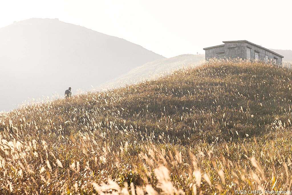 帶團攝影師Tugo當日拍下的黃金芒草，反襯大自然下登山者的渺小。© Tugo Cheng / Greenpeace